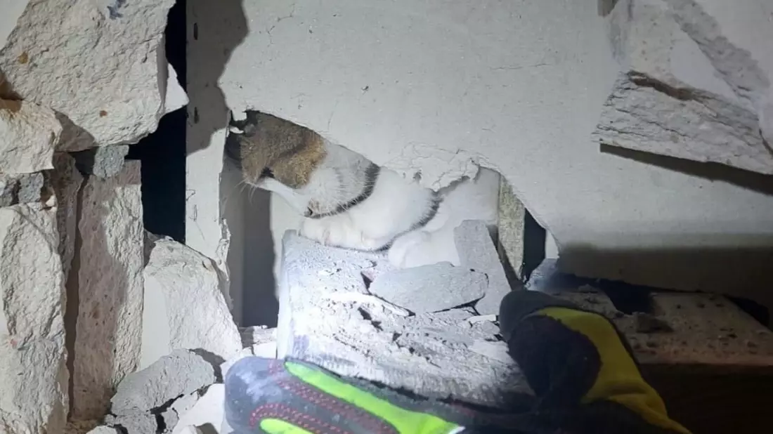 FW Ratingen: NACHTRAG zu: Aufwendige Tierrettung / undankbare Katze - Bild: presseportal.de