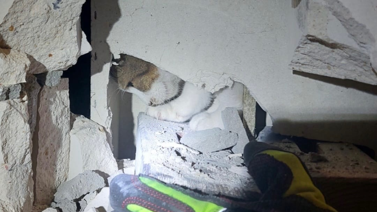 FW Ratingen: NACHTRAG zu: Aufwendige Tierrettung / undankbare Katze - Foto: presseportal.de