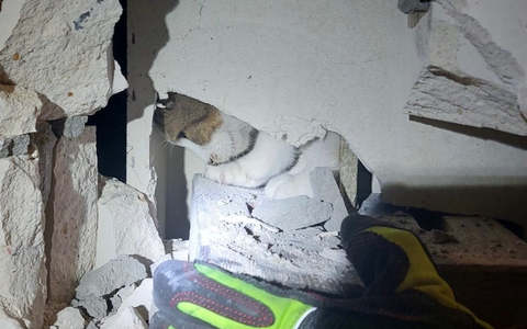 FW Ratingen: NACHTRAG zu: Aufwendige Tierrettung / undankbare Katze - Foto: presseportal.de