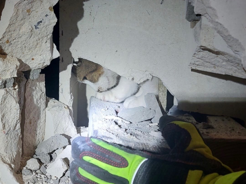 FW Ratingen: NACHTRAG zu: Aufwendige Tierrettung / undankbare Katze - Foto: presseportal.de