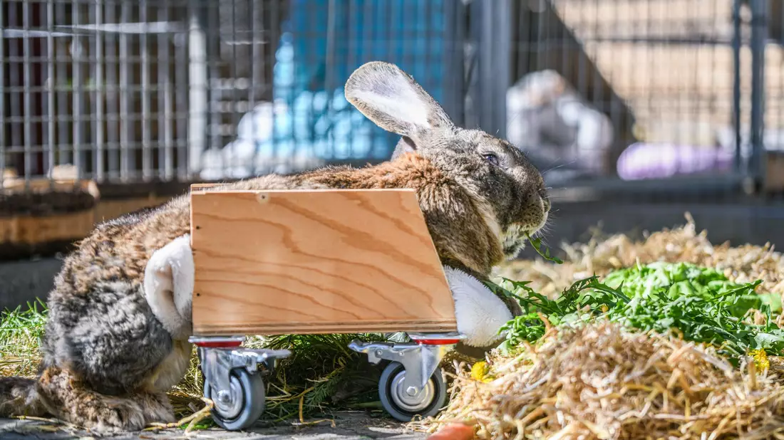 Ein Riesenkaninchen kann sich mit Hilfe eines selbst gebauten Rollators fortbewegen. (Foto-Produktion) - Bild: Jason Tschepljakow/dpa