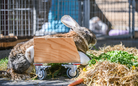 Ein Riesenkaninchen kann sich mit Hilfe eines selbst gebauten Rollators fortbewegen. (Foto-Produktion) - Foto: Jason Tschepljakow/dpa Ein Riesenkaninchen kann sich mit Hilfe eines selbst gebauten Rollators fortbewegen. (Foto-Produktion) - Foto: Jason Tschepljakow/dpa