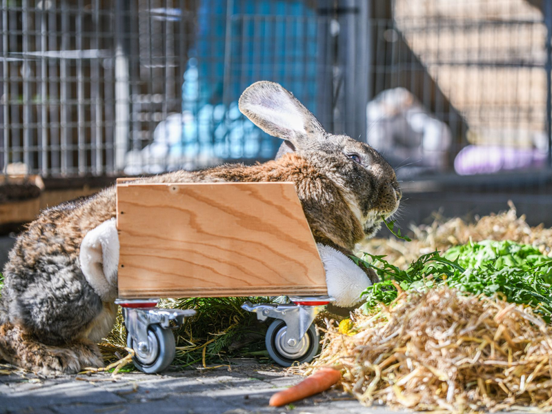 Ein Riesenkaninchen kann sich mit Hilfe eines selbst gebauten Rollators fortbewegen. (Foto-Produktion) - Foto: Jason Tschepljakow/dpa