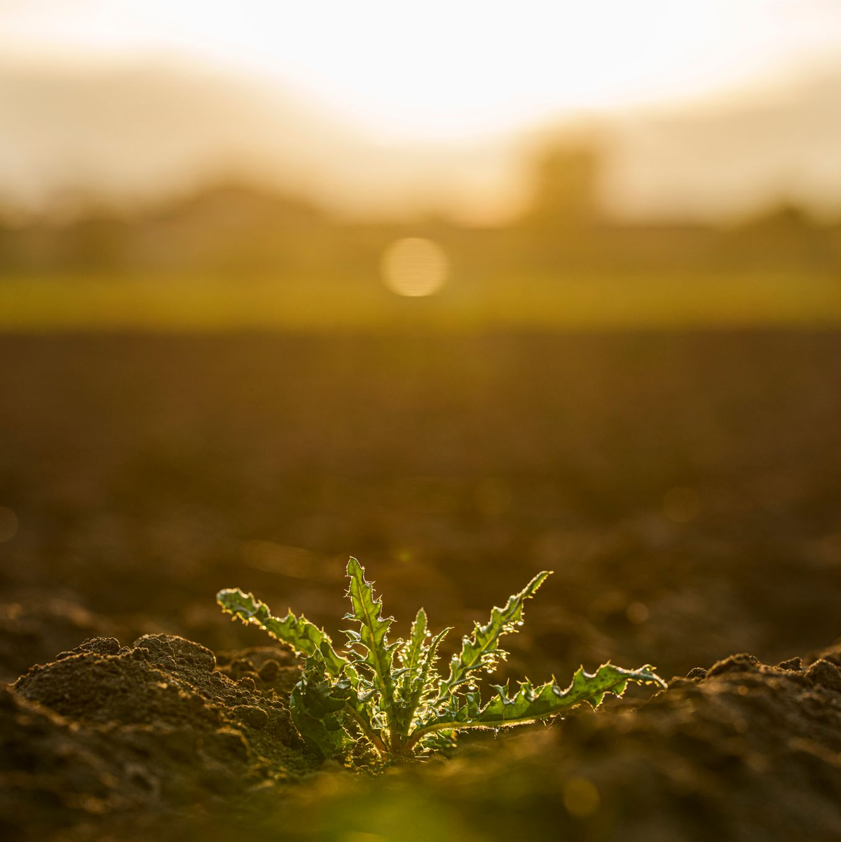 Besonders kleine und junge Pflanzen brauchen nasse Böden. - Foto: Andreas Arnold/dpa