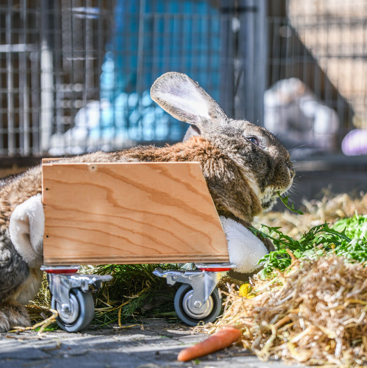 Ein Riesenkaninchen kann sich mit Hilfe eines selbst gebauten Rollators fortbewegen. - Foto: Jason Tschepljakow/dpa