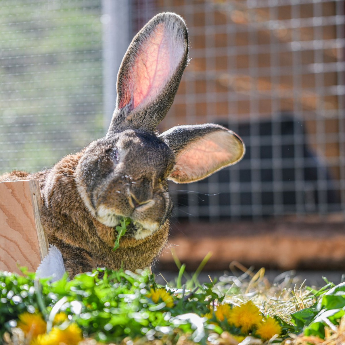 Für das Riesenkaninchen ist der Rollator eine große Hilfe. - Foto: Jason Tschepljakow/dpa