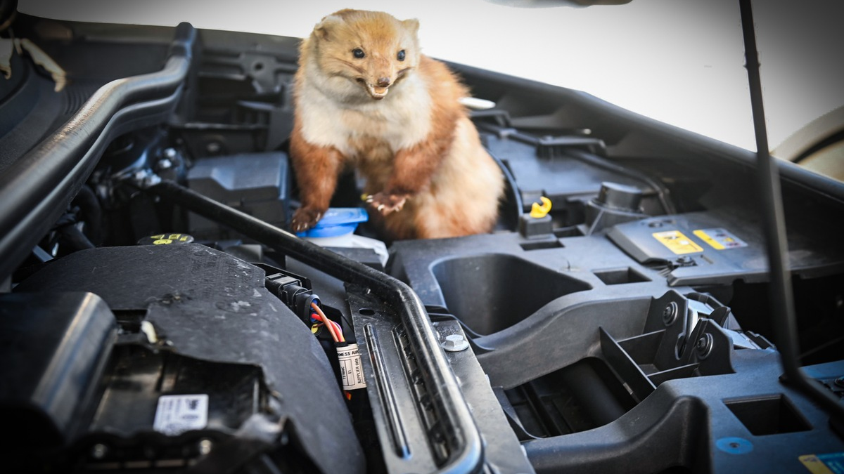 Achtung Autofahrer: Marder machen wieder Jagd auf Kabel und Schläuche - Foto: presseportal.de