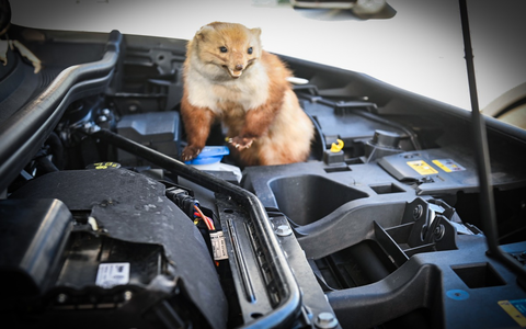 Achtung Autofahrer: Marder machen wieder Jagd auf Kabel und Schläuche - Foto: presseportal.de