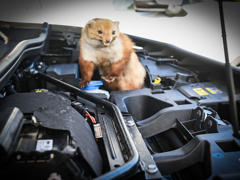 Achtung Autofahrer: Marder machen wieder Jagd auf Kabel und Schläuche - Foto: presseportal.de
