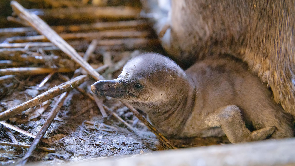 Besucher sollen den Nachwuchs voraussichtlich im Sommer sehen können. - Foto: Anke Neumeister/Deutsches Meeresmuseum/dpa