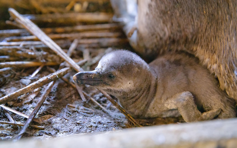 Besucher sollen den Nachwuchs voraussichtlich im Sommer sehen können. - Foto: Anke Neumeister/Deutsches Meeresmuseum/dpa