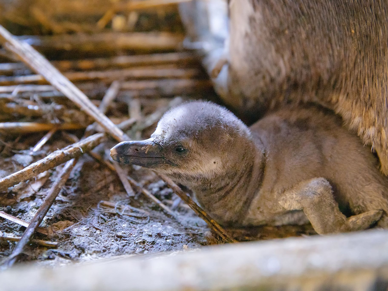 Besucher sollen den Nachwuchs voraussichtlich im Sommer sehen können. - Foto: Anke Neumeister/Deutsches Meeresmuseum/dpa