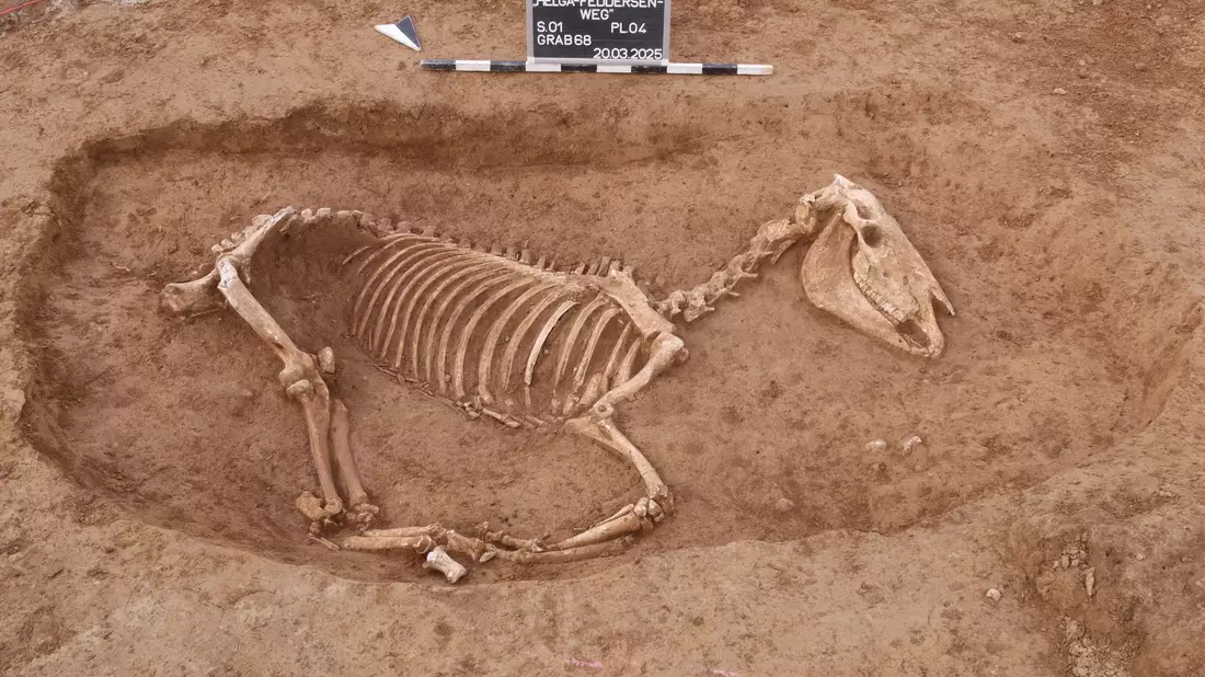 Bei Untersuchungen in Stuttgart wird ein römischer Pferdefriedhof entdeckt. - Bild: ArchaeoBW/LAD/dpa