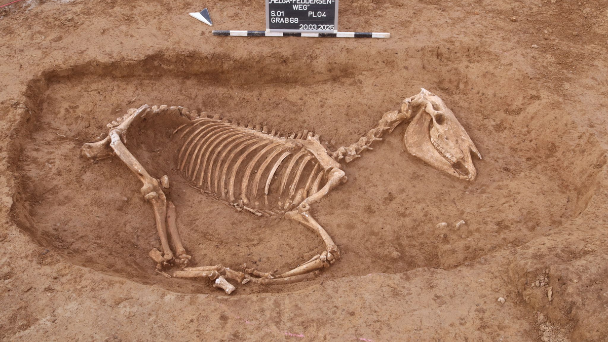 Bei Untersuchungen in Stuttgart wird ein römischer Pferdefriedhof entdeckt. - Foto: ArchaeoBW/LAD/dpa