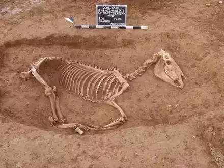 Bei Untersuchungen in Stuttgart wird ein römischer Pferdefriedhof entdeckt. - Foto: ArchaeoBW/LAD/dpa