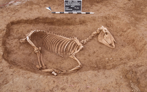 Bei Untersuchungen in Stuttgart wird ein römischer Pferdefriedhof entdeckt. - Foto: ArchaeoBW/LAD/dpa