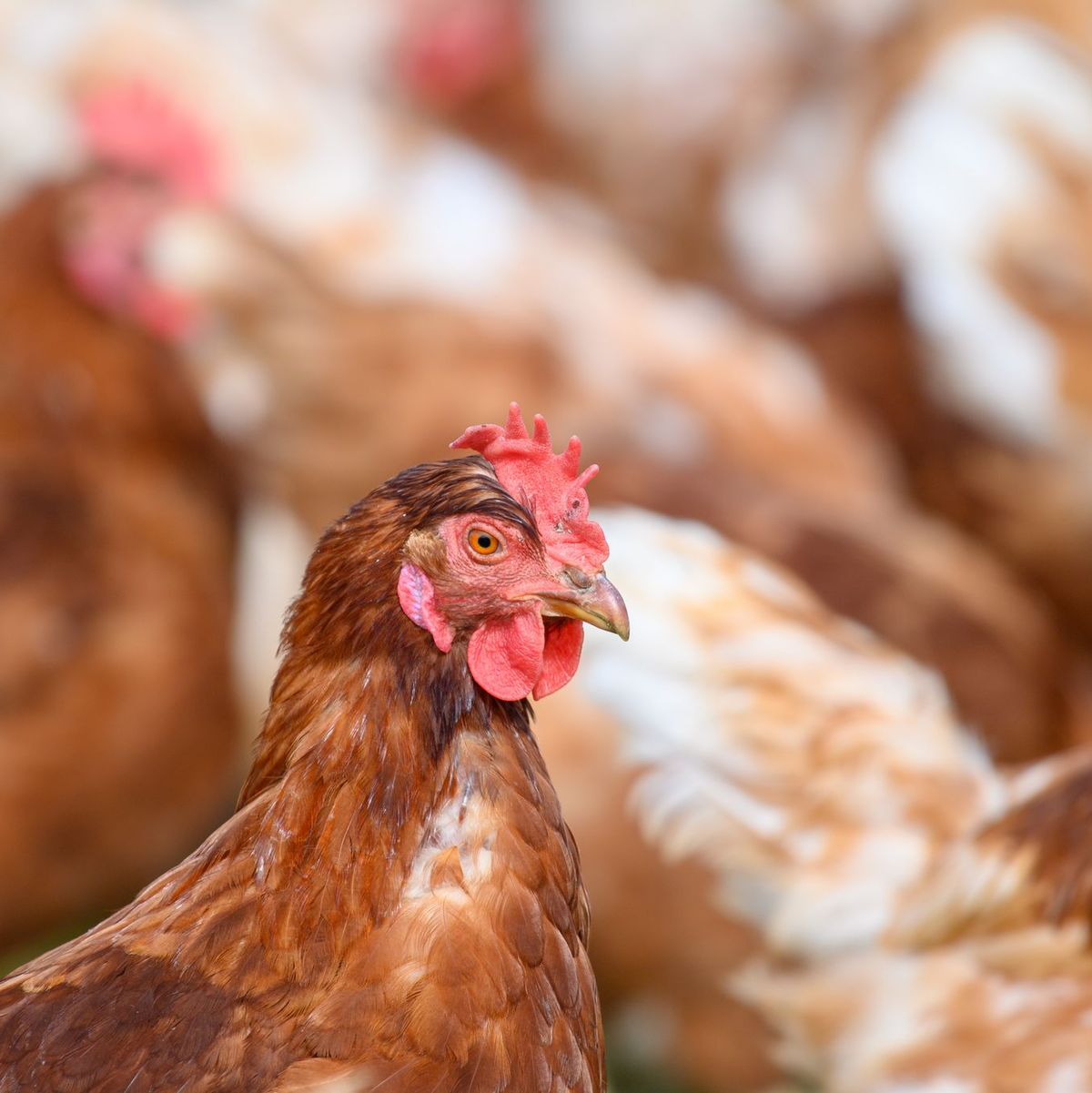 Wegen der Vogelgrippe mussten zuletzt zahlreiche Legehennen getötet werden. (Archivbild) - Foto: Klaus-Dietmar Gabbert/dpa