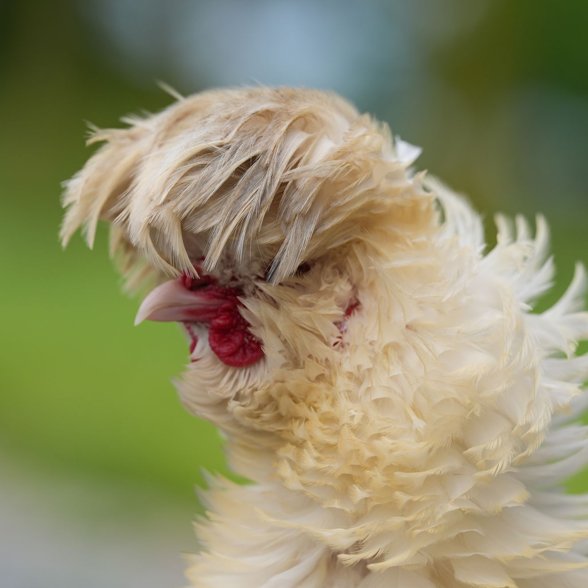 Rund 1.600 Hühnerrassen gibt es weltweit. (Archivbild) - Foto: Marcus Brandt/dpa