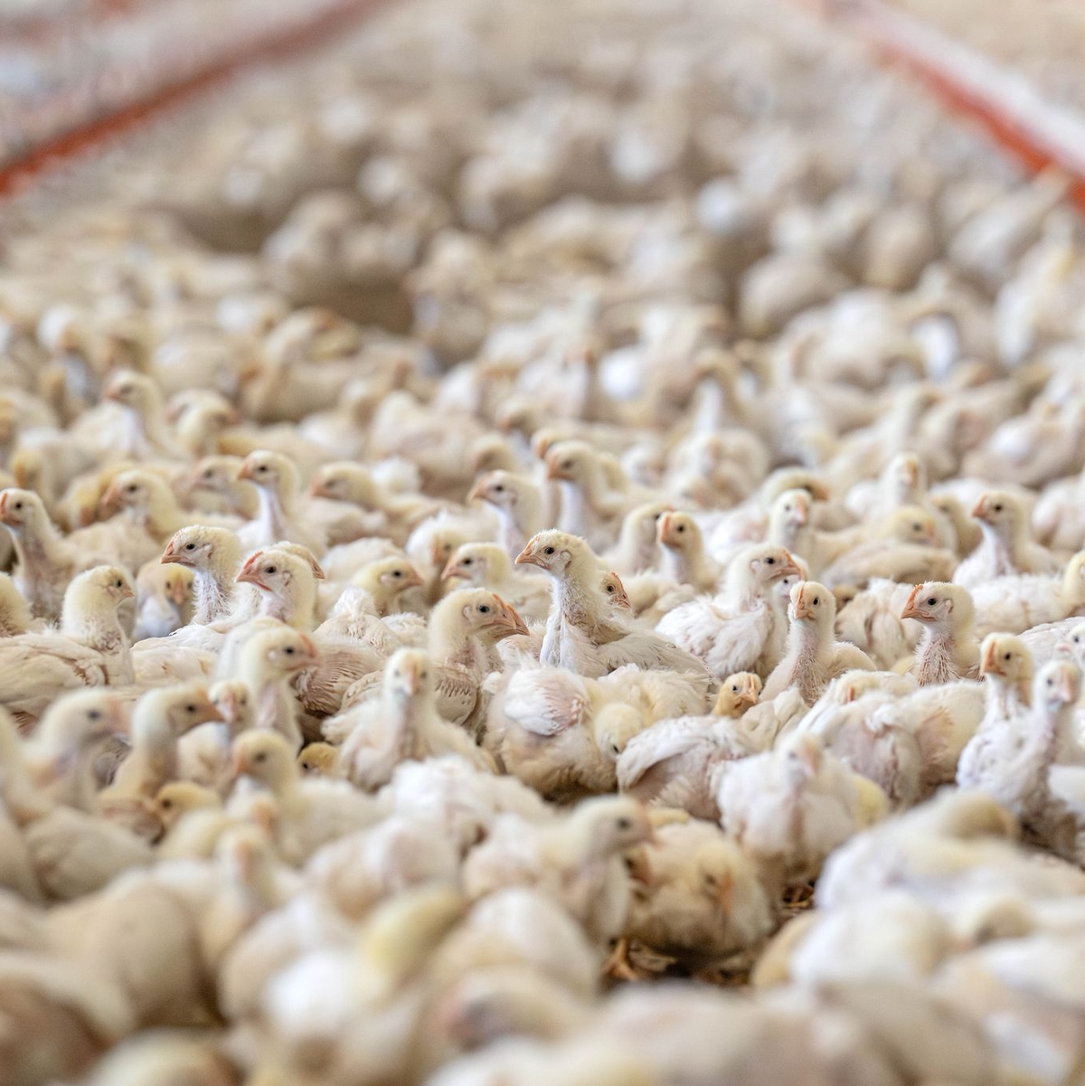 Masthähnchen erreichen ihr Schlachtgewicht von 1,5 Kilogramm in fünf Wochen. (Archivbild) - Foto: Sina Schuldt/dpa