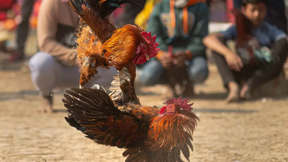 Bei Hahnenkämpfen verletzten sich die Tiere oft schwer bis tödlich. (Archivbild) - Bild: Anupam Nath/AP/dpa