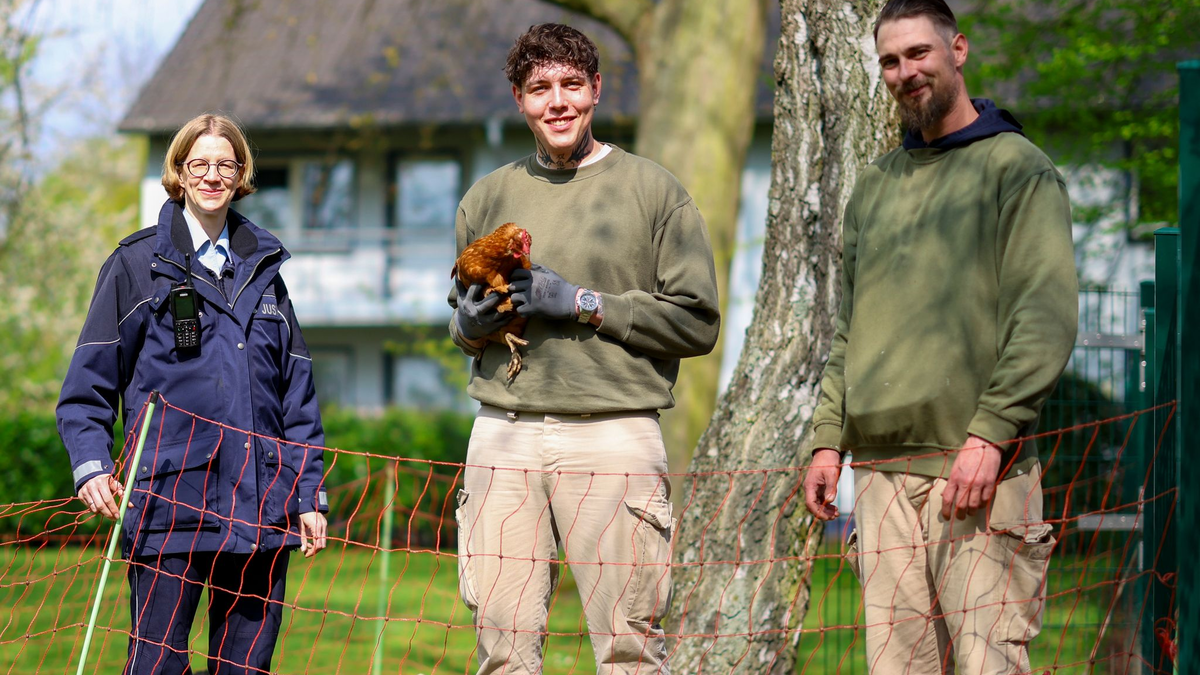 Das Projekt wird zehn Jahre alt - die Zahl der Hühner wächst und wächst - Foto: Christoph Reichwein/dpa