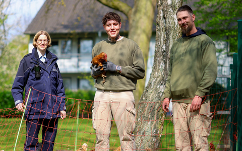 Das Projekt wird zehn Jahre alt - die Zahl der Hühner wächst und wächst - Foto: Christoph Reichwein/dpa