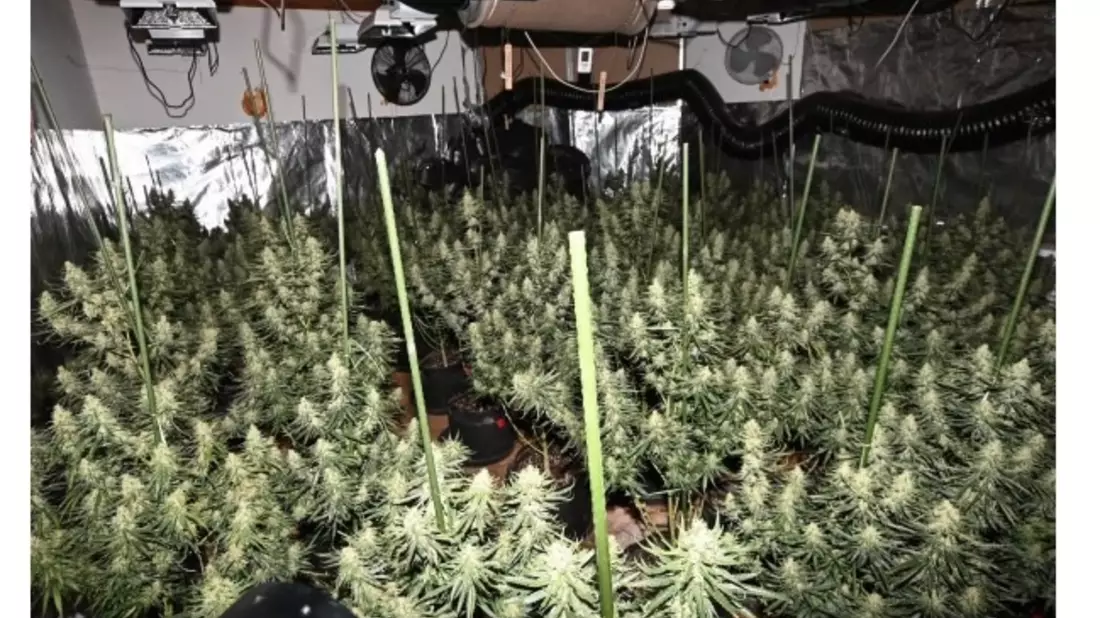 POL-GÖ: (129/2025) Professionelle Cannabis-Plantage in Bad Lauterberg entdeckt - 20 Kilo Drogen, zwei scharfe Waffen und umfangreiche Technik beschlagnahmt, U-Haftbefehle gegen fünf Tatverdächtige erlassen - Bild: presseportal.de
