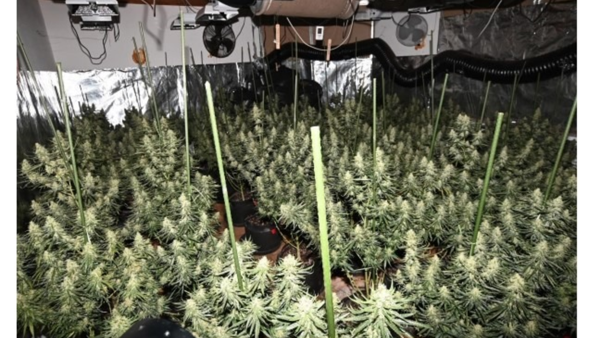 POL-GÖ: (129/2025) Professionelle Cannabis-Plantage in Bad Lauterberg entdeckt - 20 Kilo Drogen, zwei scharfe Waffen und umfangreiche Technik beschlagnahmt, U-Haftbefehle gegen fünf Tatverdächtige erlassen - Foto: presseportal.de