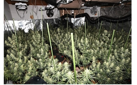 POL-GÖ: (129/2025) Professionelle Cannabis-Plantage in Bad Lauterberg entdeckt - 20 Kilo Drogen, zwei scharfe Waffen und umfangreiche Technik beschlagnahmt, U-Haftbefehle gegen fünf Tatverdächtige erlassen - Foto: presseportal.de