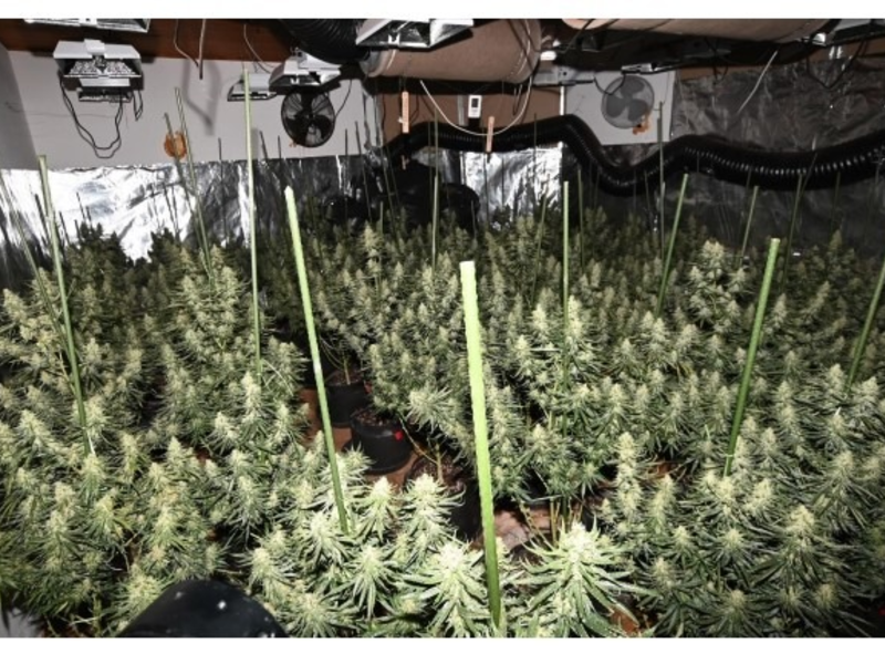POL-GÖ: (129/2025) Professionelle Cannabis-Plantage in Bad Lauterberg entdeckt - 20 Kilo Drogen, zwei scharfe Waffen und umfangreiche Technik beschlagnahmt, U-Haftbefehle gegen fünf Tatverdächtige erlassen - Foto: presseportal.de