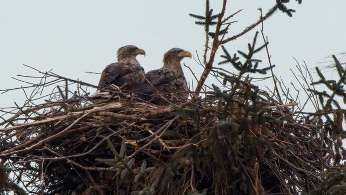 POL-FL: Sylt - Zeugenaufruf nach vorsätzlicher Zerstörung eines Seeadler-Nistplatzes - Foto: presseportal.de