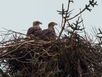 POL-FL: Sylt - Zeugenaufruf nach vorsätzlicher Zerstörung eines Seeadler-Nistplatzes - Foto: presseportal.de
