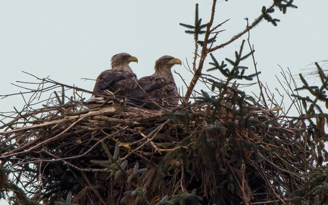 POL-FL: Sylt - Zeugenaufruf nach vorsätzlicher Zerstörung eines Seeadler-Nistplatzes - Foto: presseportal.de