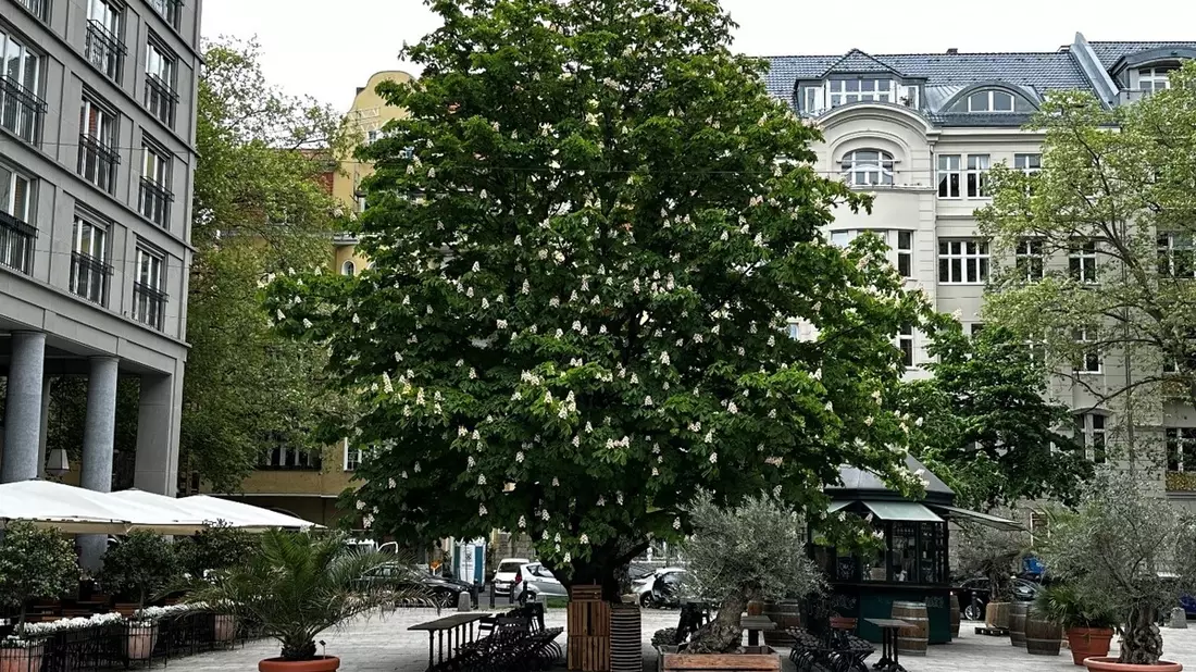 Presse-Einladung: Baum-Pflanzung ist High-Tech: Wir zeigen, wie es richtig geht! / Am Tag des Baumes in Berlin - Bild: presseportal.de