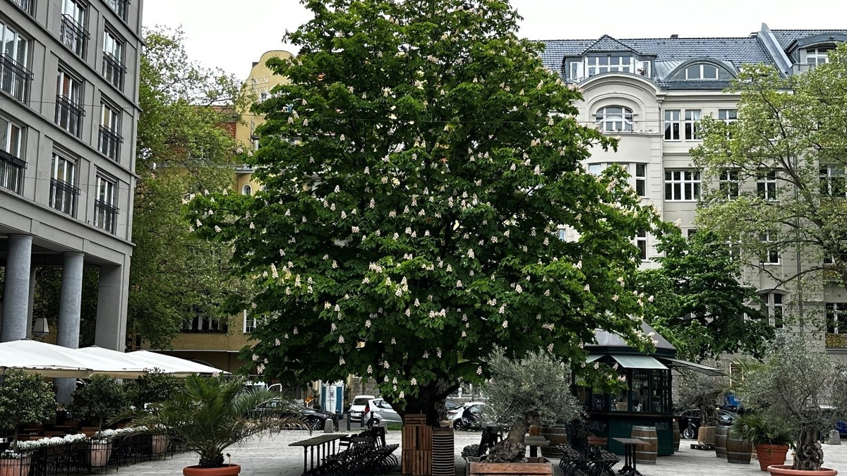 Presse-Einladung: Baum-Pflanzung ist High-Tech: Wir zeigen, wie es richtig geht! / Am Tag des Baumes in Berlin - Foto: presseportal.de