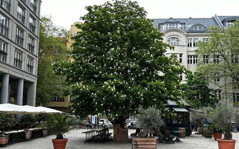 Presse-Einladung: Baum-Pflanzung ist High-Tech: Wir zeigen, wie es richtig geht! / Am Tag des Baumes in Berlin - Foto: presseportal.de