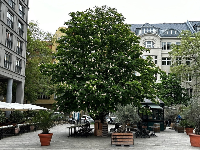 Presse-Einladung: Baum-Pflanzung ist High-Tech: Wir zeigen, wie es richtig geht! / Am Tag des Baumes in Berlin - Foto: presseportal.de