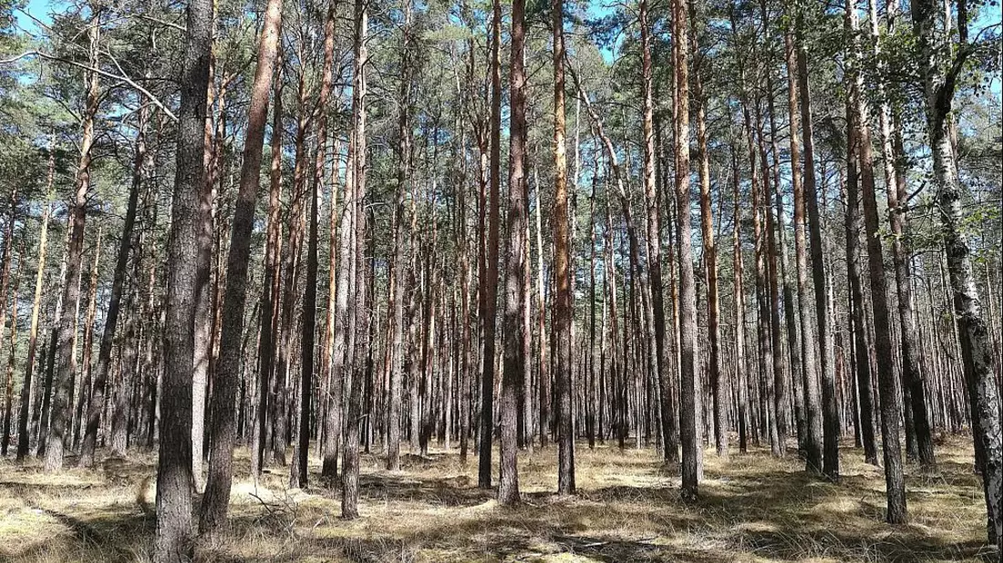 Wald (Archiv) - Bild: über dts Nachrichtenagentur