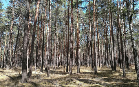 Wald (Archiv) - Foto: über dts Nachrichtenagentur