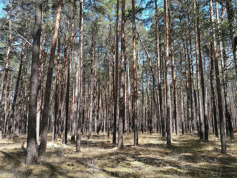 Wald (Archiv) - Foto: über dts Nachrichtenagentur