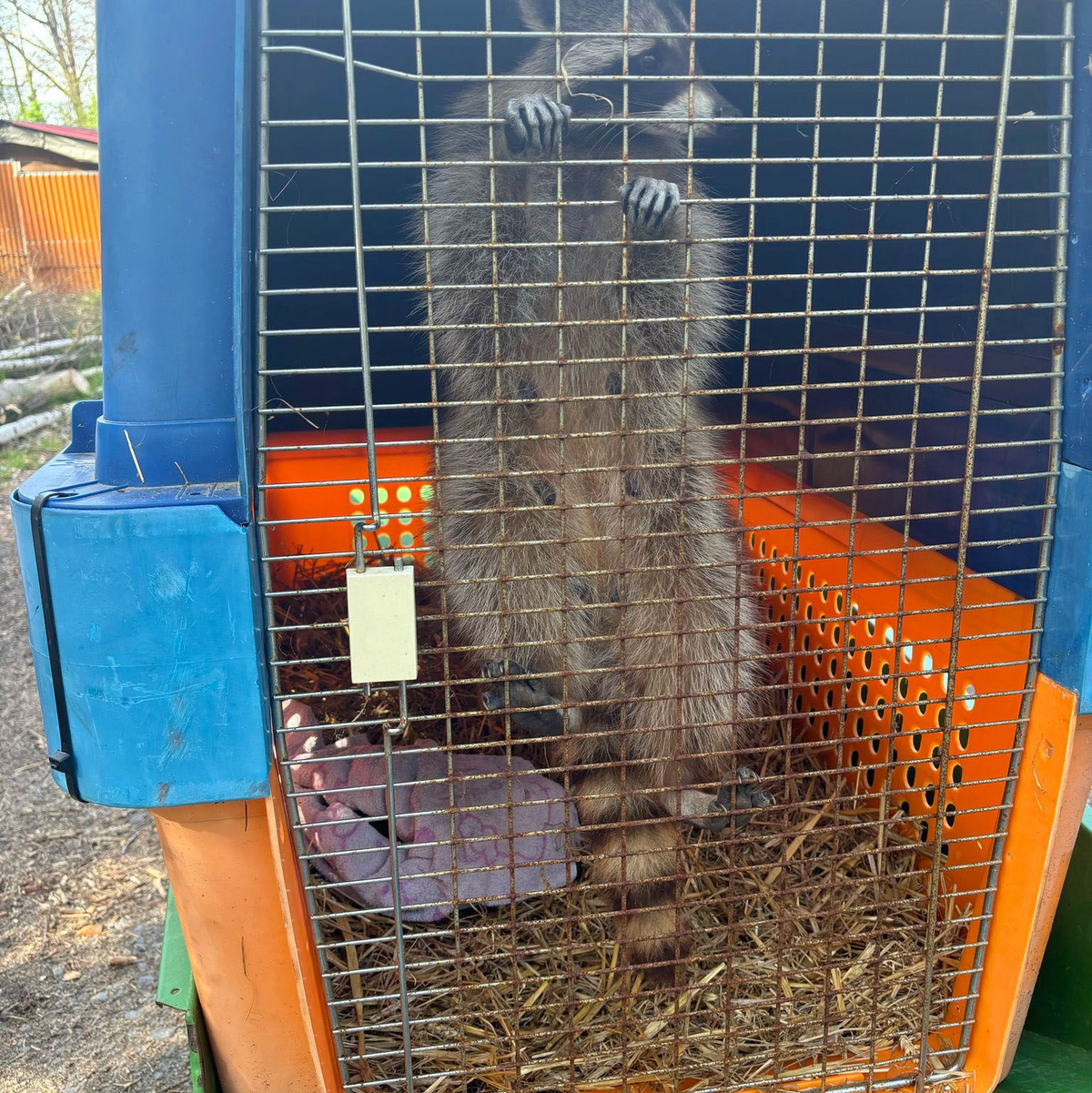 Im Waldzoo wird die Waschbären-Familie aufgepäppelt.  - Foto: Alessio und Azzurra Urso/dpa