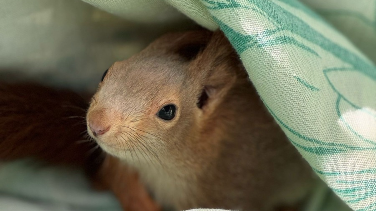 FW Lage: Eichhörnchen in Not - Feuerwehr rettet tierische Ausreißer aus misslicher Lage - Foto: presseportal.de