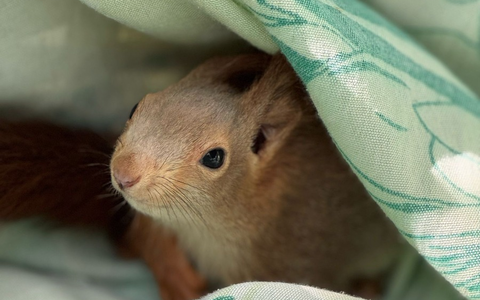 FW Lage: Eichhörnchen in Not - Feuerwehr rettet tierische Ausreißer aus misslicher Lage - Foto: presseportal.de