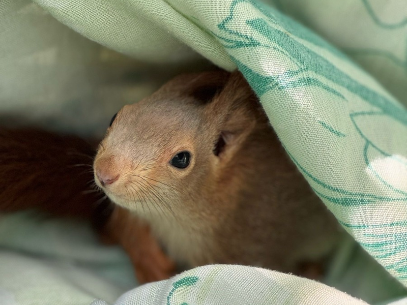 FW Lage: Eichhörnchen in Not - Feuerwehr rettet tierische Ausreißer aus misslicher Lage - Foto: presseportal.de