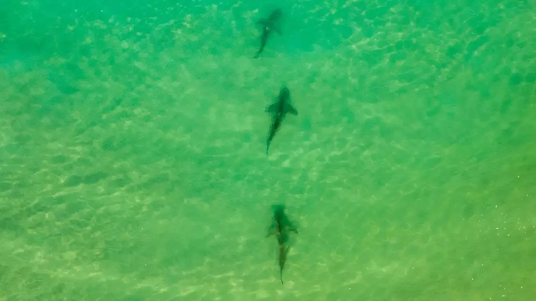 In einer Gegend im Norden Israels sammeln sich zwischen November und Mai Sandbank- und Schwarzhaie. (Archivbild)  - Bild: Ariel Schalit/AP/dpa