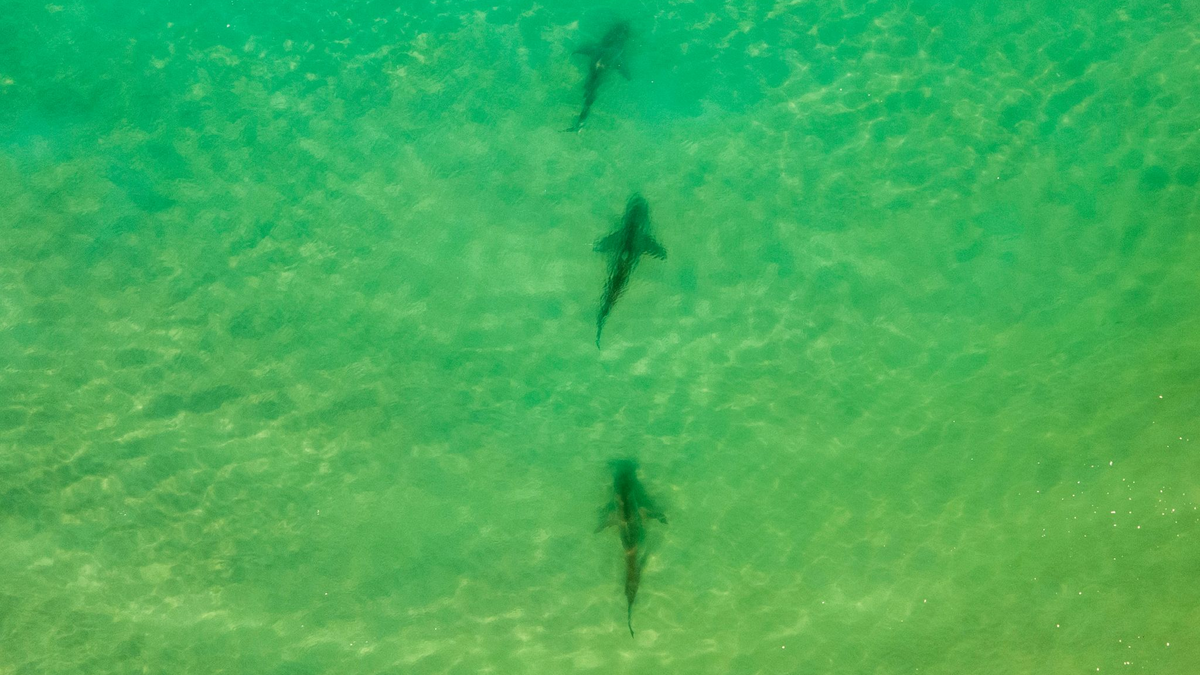 In einer Gegend im Norden Israels sammeln sich zwischen November und Mai Sandbank- und Schwarzhaie. (Archivbild)  - Foto: Ariel Schalit/AP/dpa