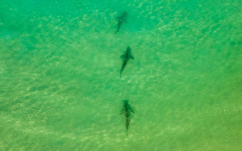 In einer Gegend im Norden Israels sammeln sich zwischen November und Mai Sandbank- und Schwarzhaie. (Archivbild)  - Foto: Ariel Schalit/AP/dpa