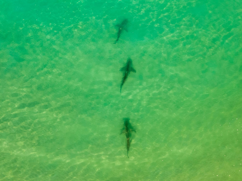 In einer Gegend im Norden Israels sammeln sich zwischen November und Mai Sandbank- und Schwarzhaie. (Archivbild)  - Foto: Ariel Schalit/AP/dpa