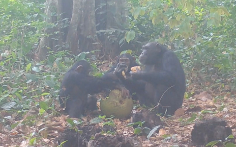 Dass Schimpansen Alkohol konsumieren, haben frühere Studien bereits gezeigt. - Foto: Bowland EurekAlert/dpa Dass Schimpansen Alkohol konsumieren, haben frühere Studien bereits gezeigt. - Foto: Bowland EurekAlert/dpa