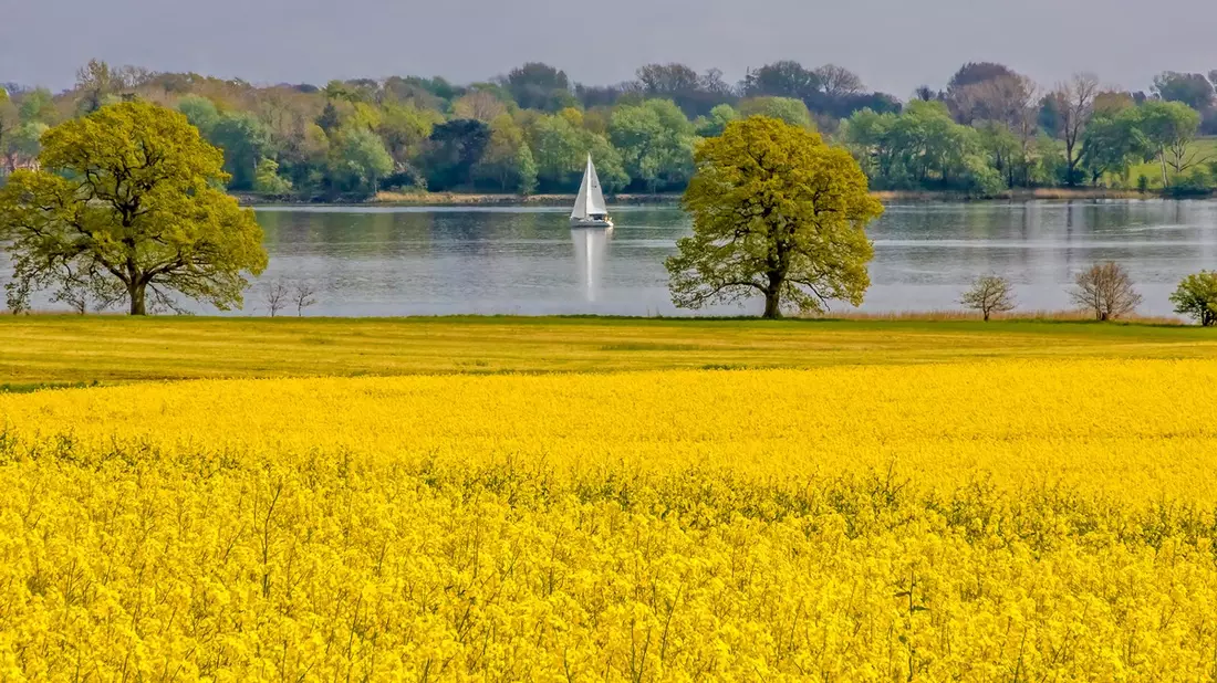 Rapsblüte 2025 / 1,11 Millionen Hektar Raps blühen in Deutschland - Bild: presseportal.de